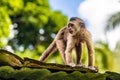 Cute capuchin wild monkey on the roof