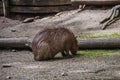 Cute capybara animal is eating grass