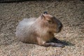 Cute capybara animal is sleeping