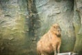 Cute capybara in the cave. The capybara Hydrochoerus hydrochaeris is a giant cavy rodent native to South America. It is the