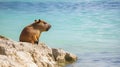 cute capybara resting on rocky shore of sea or river animals theme Hydrochoerus hydrochaeris generative AI