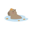 Cute capybara resting in the water with oranges