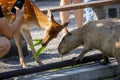 Farm, cute, capybara, sika deer, nibbling pasture