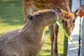 Farm, cute, capybara, sika deer, nibbling pasture