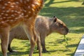 Farm, cute, capybara, sika deer, nibbling pasture