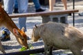 Farm, cute, capybara, sika deer, nibbling pasture