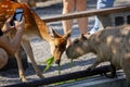 Farm, cute, capybara, sika deer, nibbling pasture