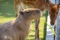 Farm, cute, capybara, sika deer, nibbling pasture