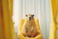 Cute capybara sitting on yellow armchair in room, closeup