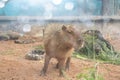 cute capybara sparkling