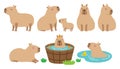 Cute Capybara Vector Illustration Set