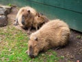 Cute Capybara young cuddling their mother