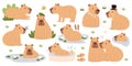 Cute capybaras single animal and family funny cartoon characters swimming in water and relaxing