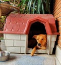 A cute caramel puppy sticking out her tongue lies in her red-roofed kennel next to her water bowl with a blue carpet in front of