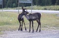 Cute carbou brothers on the walk