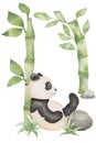 Cute card Panda bear wild animal with green bamboo in cartoon style. Isolated on white background Royalty Free Stock Photo