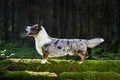 Cute Cardigan Welsh Corgi Royalty Free Stock Photo