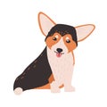Cute Cardigan Welsh Corgi. Small funny lovely dog or puppy of herding breed isolated on white background. Sweet purebred