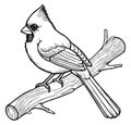 Cardinal Bird Line Art for Coloring Royalty Free Stock Photo