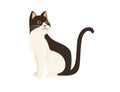 Cute cartoon animal design white and brown domestic cat adorable animal flat vector illustration