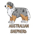 Cute cartoon australian shepherd dog breed with text word print vector clipart. Pedigree kennel doggie breed for dog