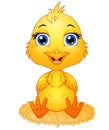 Cute cartoon baby chicken sitting a nest Royalty Free Stock Photo