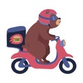 Food delivery bear on a motorbike. Vector illustration isolated on white.