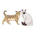 Cute cartoon bengal and siamese cat vector clipart. Pedigree kitty breed for cat lovers. Purebred domestic kitten for