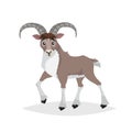 Cute cartoon bighorn ship. Mountain animals. Urial in comic style. Wild animal. Vector drawing for kids.