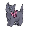 Cute Cartoon British Shorthair Kitten With Pink Bow Vector Clipart. Pedigree Kitty Breed For Cat Lovers. Purebred