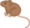 Cute cartoon brown house mouse on white background