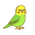 Cute cartoon budgie Royalty Free Stock Photo