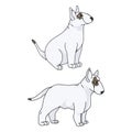 Cute Cartoon Bull Terrier Puppy Vector Clipart. Pedigree Kennel Doggie Breed For Kennel Club. Purebred Domestic Dogs