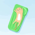 Cute cartoon cat swims in the pool on an inflatable mattress for swimming.