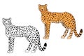 Cute cartoon cheetah for coloring page vector illustration. Hand drown black and white and colorful cheetah character.