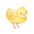 Cute cartoon chick. Watercolor illustration isolated on white. Farm animal