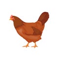 Cute cartoon chicken vector illustration Royalty Free Stock Photo