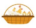 Cute cartoon clocking hen with three chickens ih a wicker basket.