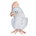 Cute cartoon cockatoo. African parrot. Watercolor illustration of a bird. Isolated illustrations on a white background. Royalty Free Stock Photo