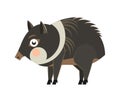 Cute cartoon collared peccary in flat style. South America animal for abc book. Vector illustration