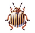 Cute cartoon colorado potato beetle, vector art