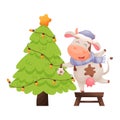 Cute cartoon cow character hangs decorative ball on the Pine tree.