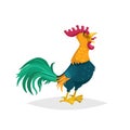 Cute cartoon crowing rooster. Farm animal. Good for education and kids design. Vector bird illustration