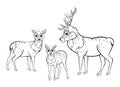 Cute cartoon deer family vector coloring page outline. Male deer and female doe with little fawn. Coloring book of forest animals