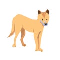 Cute cartoon dingo dog isolated on white background. Australian animal.