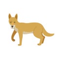 Cute cartoon dingo dog isolated on white background.