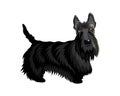 Cute cartoon dog Scotch Terrier. Royalty Free Stock Photo