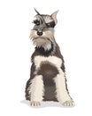 Cute cartoon dog Zwergschnauzer vector illustration. Royalty Free Stock Photo