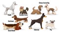 Cute cartoon dogs set. Poodle, pug, chinese crested, dachshund, doberman, basset hound, yorkshire terrier. Vector illustrations Royalty Free Stock Photo