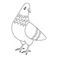 Cute, cartoon dove bird. Line art